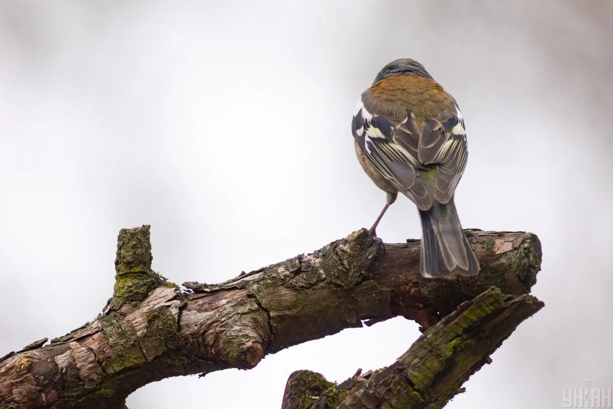 Україну накриє антициклон: синоптикиня розкрила, яку погоду він принесе у п'ятницю