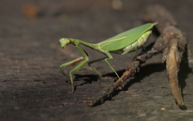 В Україні з'являються комахи-"чужинці": хто вони і чим небезпечні 1