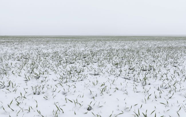 Врожай під загрозою? Як люті морози в Україні вплинули на озимину й плодові культури 1