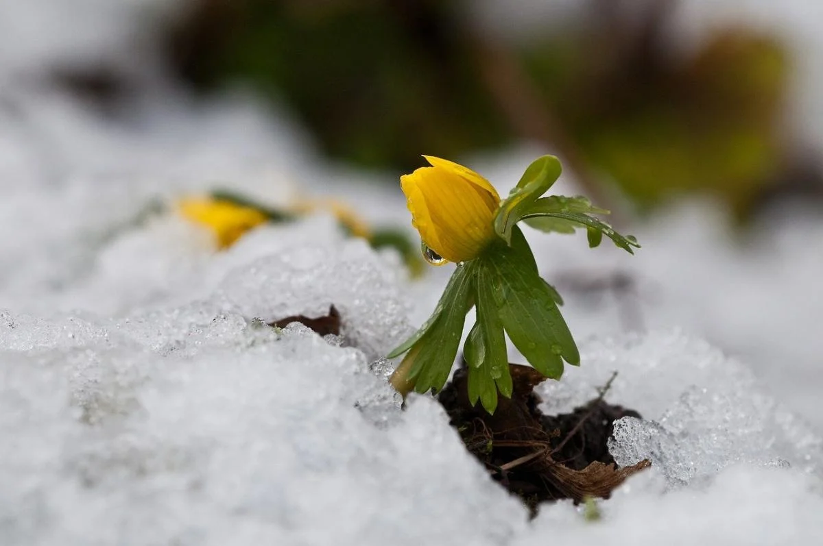 Цього тижня в Україні розпочнеться метеорологічна весна, повідомляє синоптик. 1 Вже цього тижня до України прийде метеорологічна весна, - синоптик