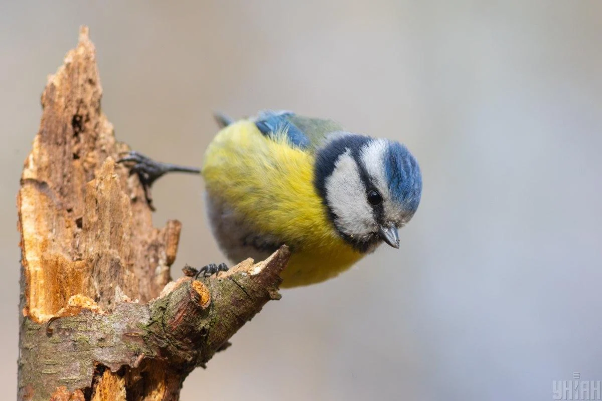 Вже цього тижня в Україну увірветься 10-градусне тепло