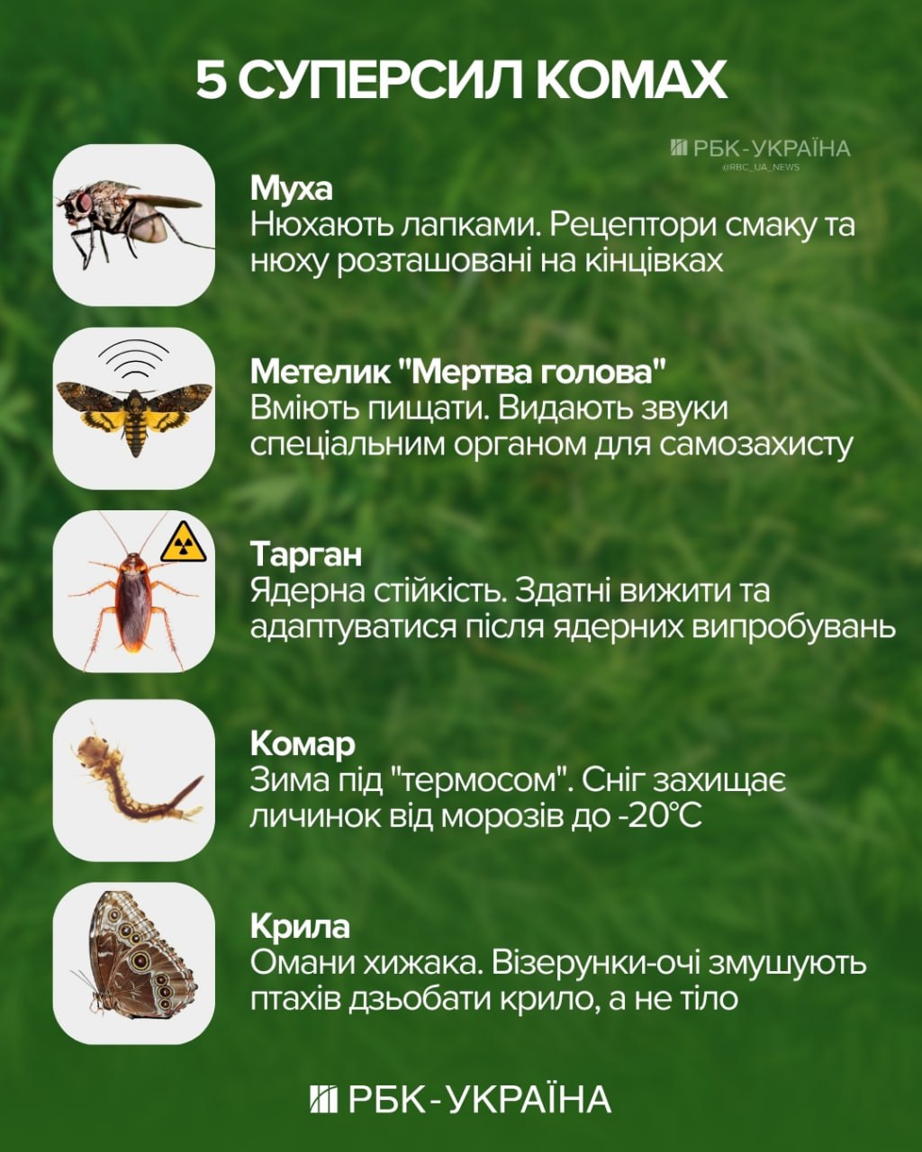 Загибель чи сплячка? Як насправді зимують комарі з мухами і де ховаються 2