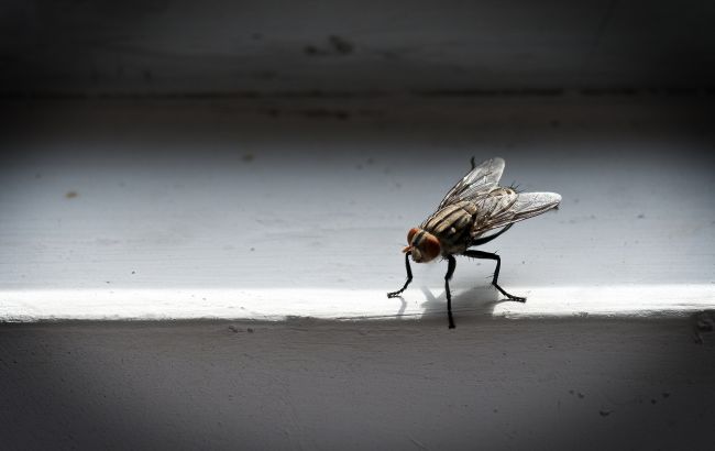 Загибель чи сплячка? Як насправді зимують комарі з мухами і де ховаються 1