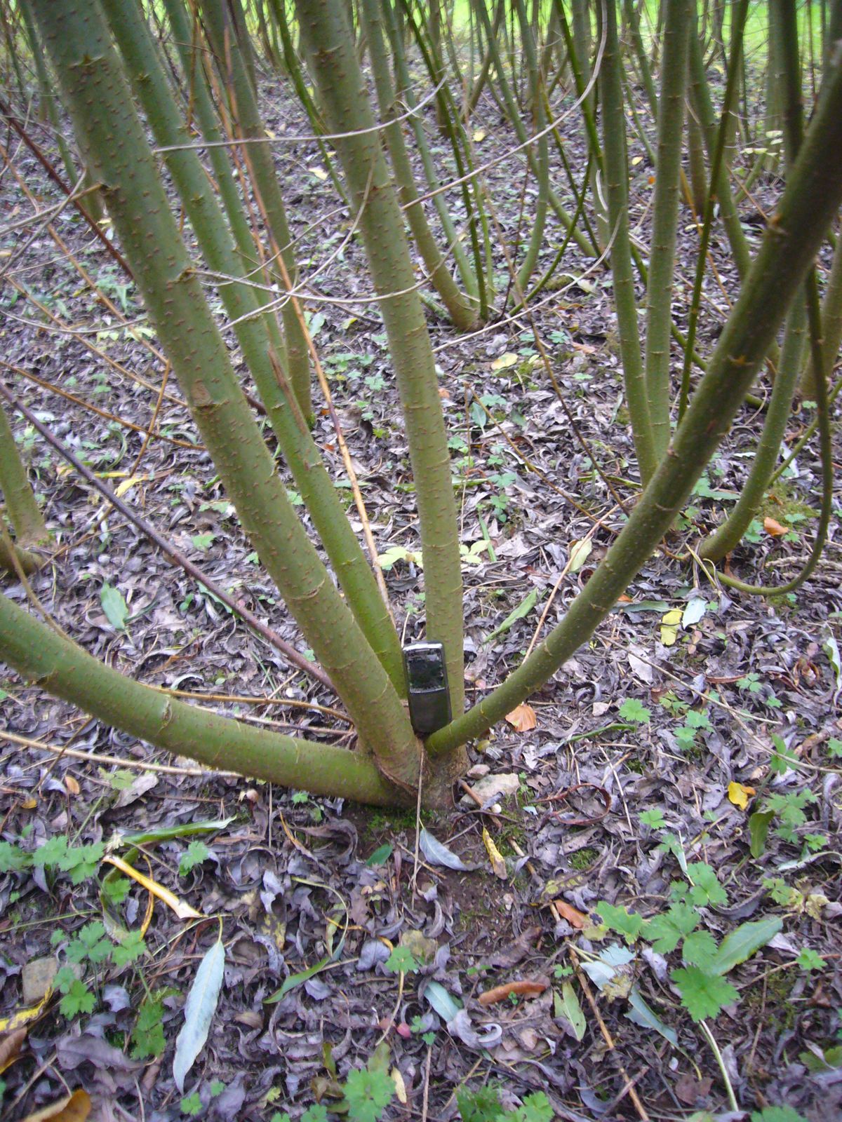 Замість дорогого газу. Як верба може врятувати громади від холоду взимку 4