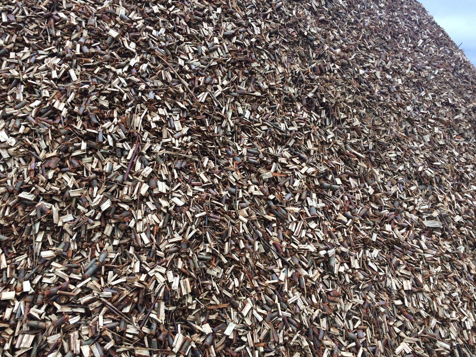 Замість дорогого газу. Як верба може врятувати громади від холоду взимку 5