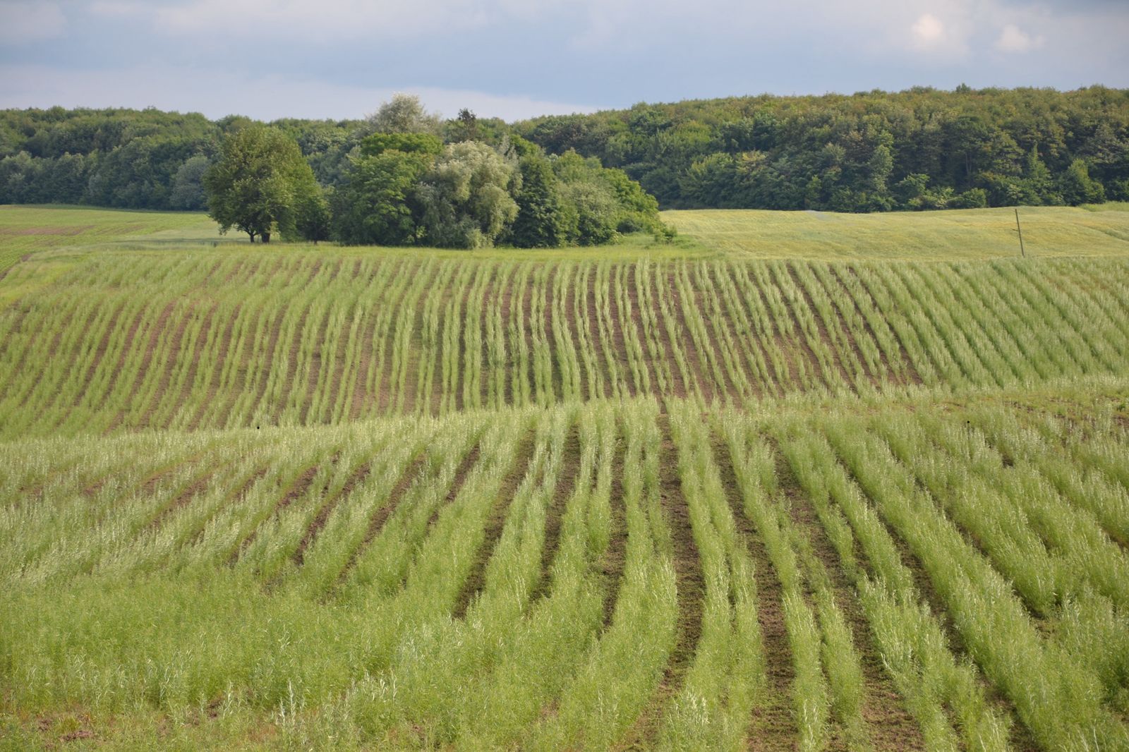 Замість дорогого газу. Як верба може врятувати громади від холоду взимку 2