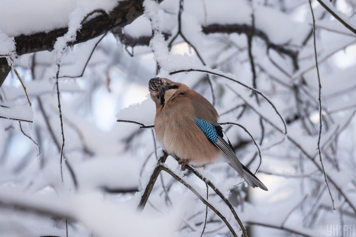 Завтра в Києві буде найхолодніший день тижня, потім - потепління