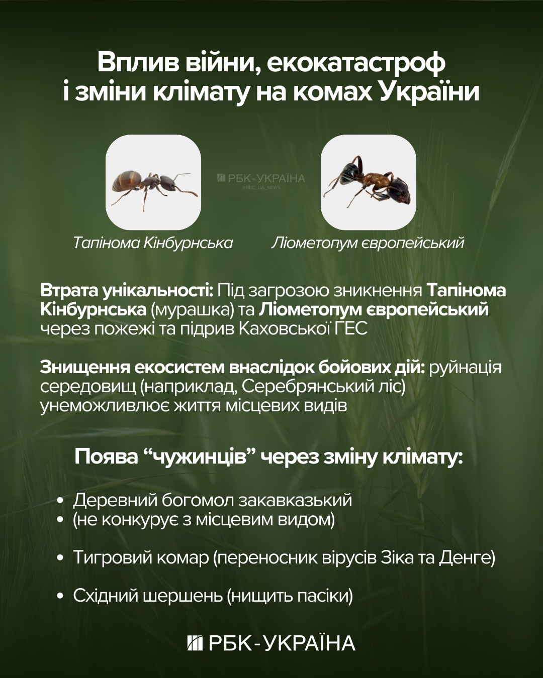 Зі шкідників - у Червону книгу: чому в Україні зникають метелики і які види під загрозою 2