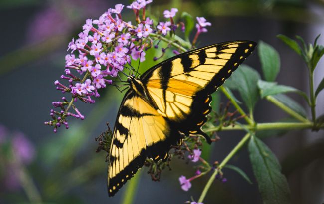 Зі шкідників - у Червону книгу: чому в Україні зникають метелики і які види під загрозою 1