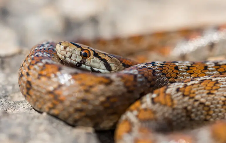 Змії-канібали виявилися досить поширеним явищем, і науковці пояснили причини цього явища. Змії-канібали виявилися досить поширеним явищем, і науковці пояснили причини цього явища. 1