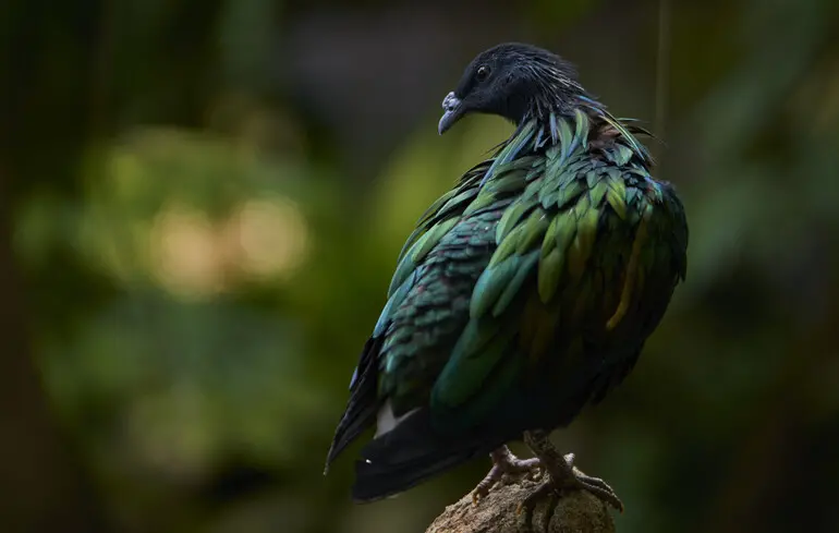 Зниклі види можуть бути відновлені завдяки замороженим генетичним матеріалам - компанія вже повернула до життя лютого вовка. 1