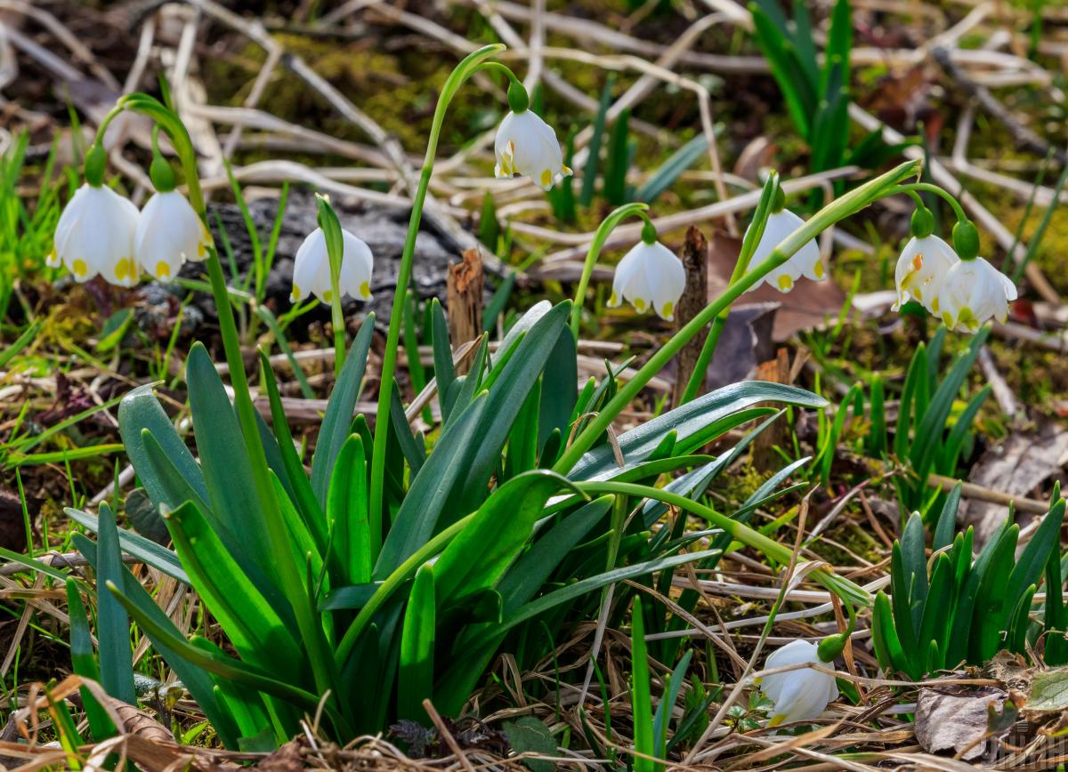 10 березня в Києві буде один з найтепліших днів тижня