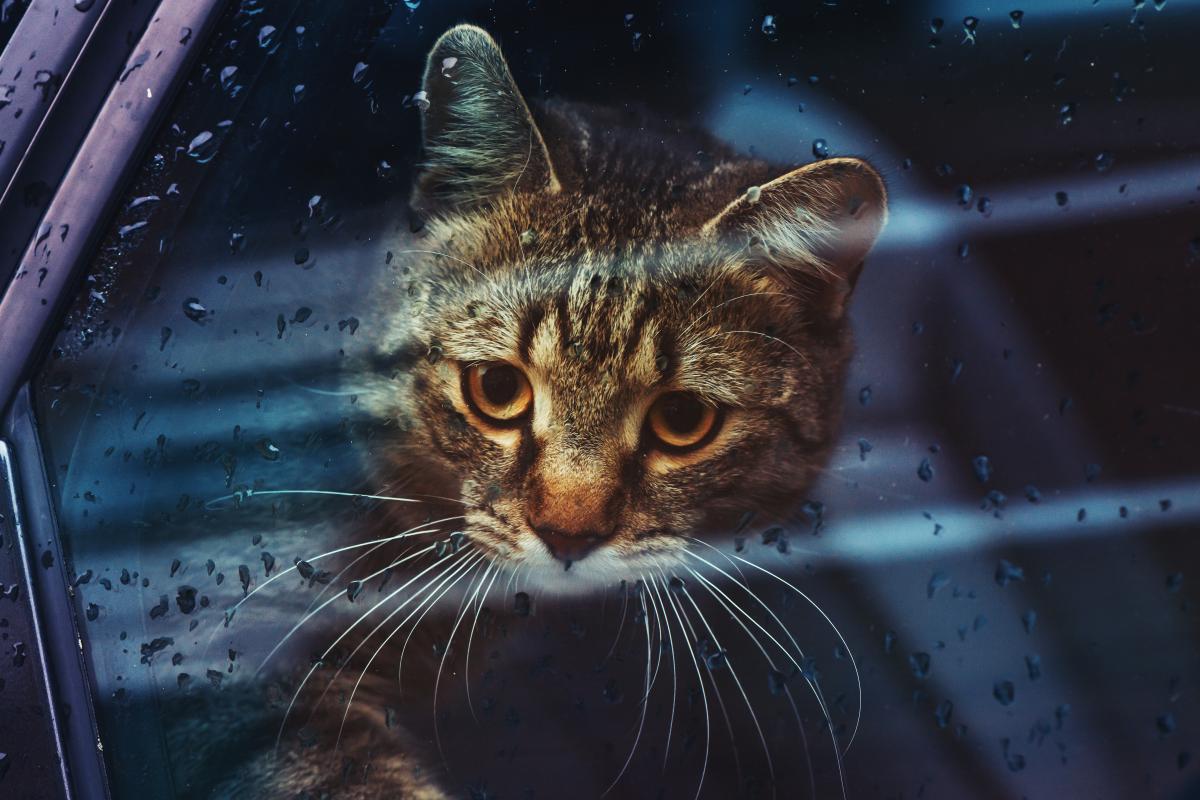 19 березня мешканців Києва очікує неприємна прохолодна погода. 1 19 березня на киян чекає неприємна холодна погода