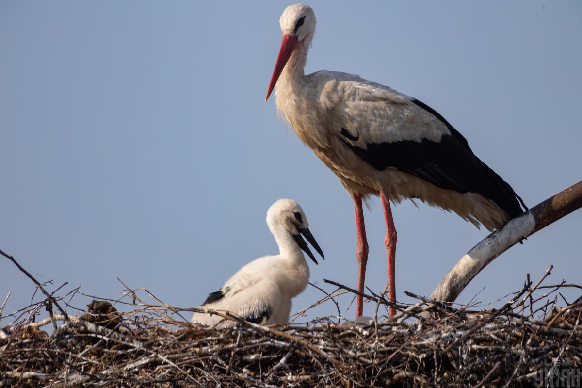 23 березня в Києві збережеться прохолодна погода, але найближчим часом очікується підвищення температури. 1 23 березня в Києві ще буде прохолодно, попереду – потепління