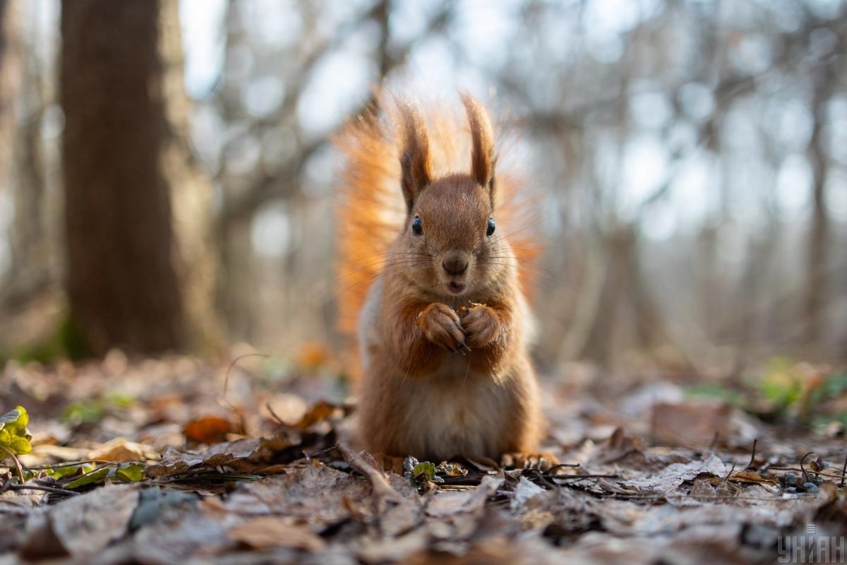 30 березня в Україну зайде похолодання: які області зачепить
