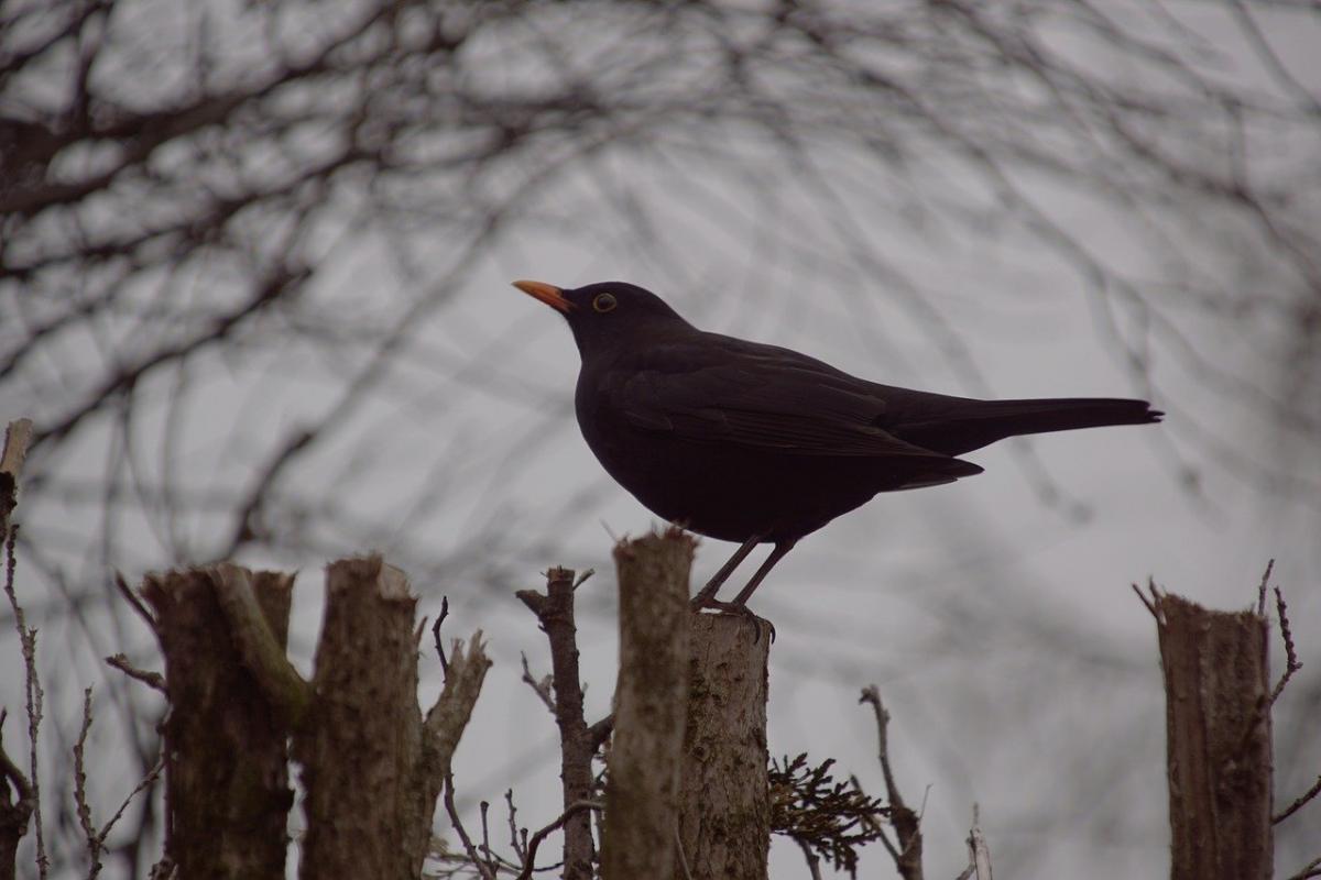 6 березня в Україні натягне хмари і місцями пройде сніг з дощем