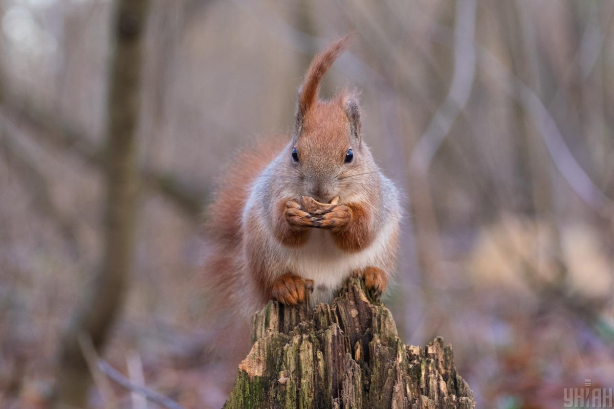 7 березня будемо грітися: температура порадує по всій Україні