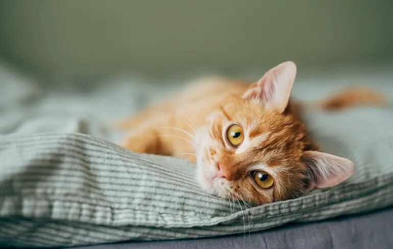 Чому кішки приземляються на лапи - науковці пояснили, як коти здатні падати на ноги. 1