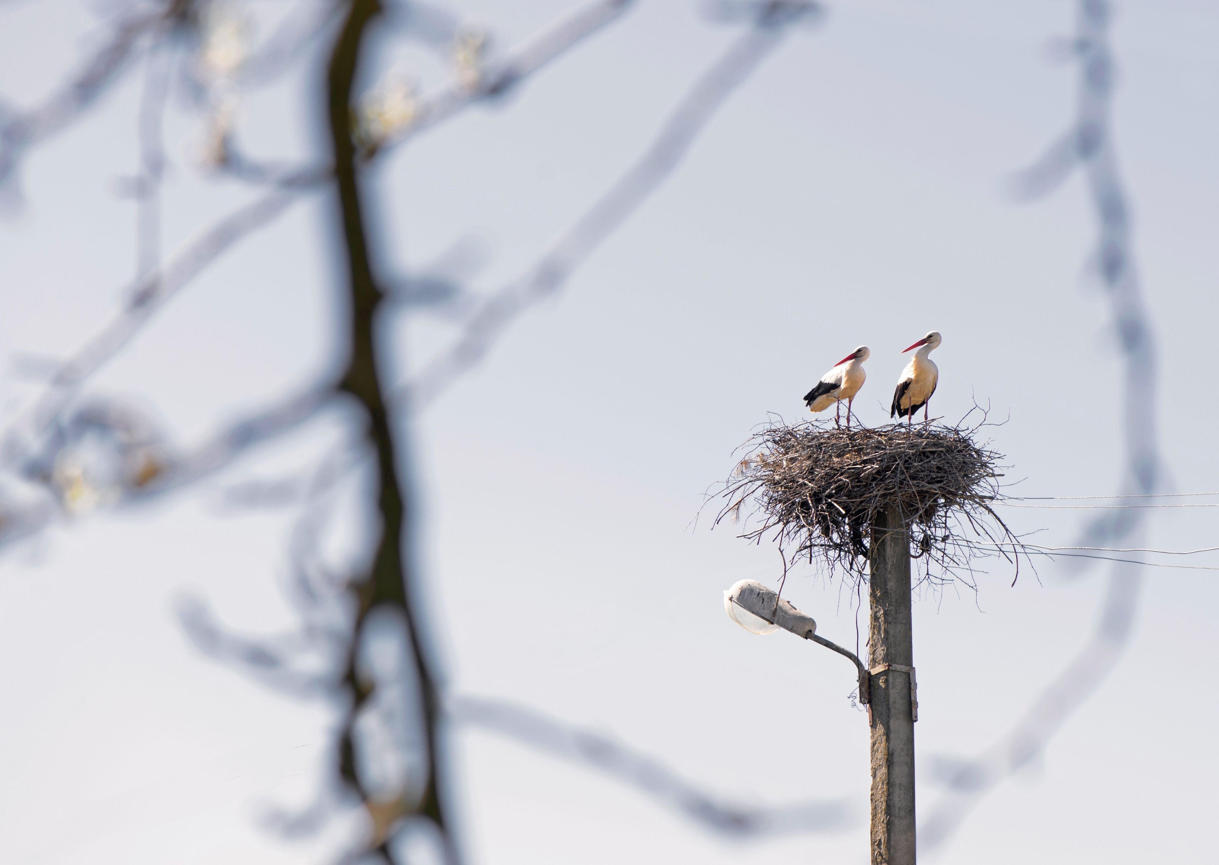 Чому птахи перетинають територію України - як функціонує квантова навігація під час міграції. Чому птахи перетинають територію України - як функціонує квантова навігація під час міграції. 3