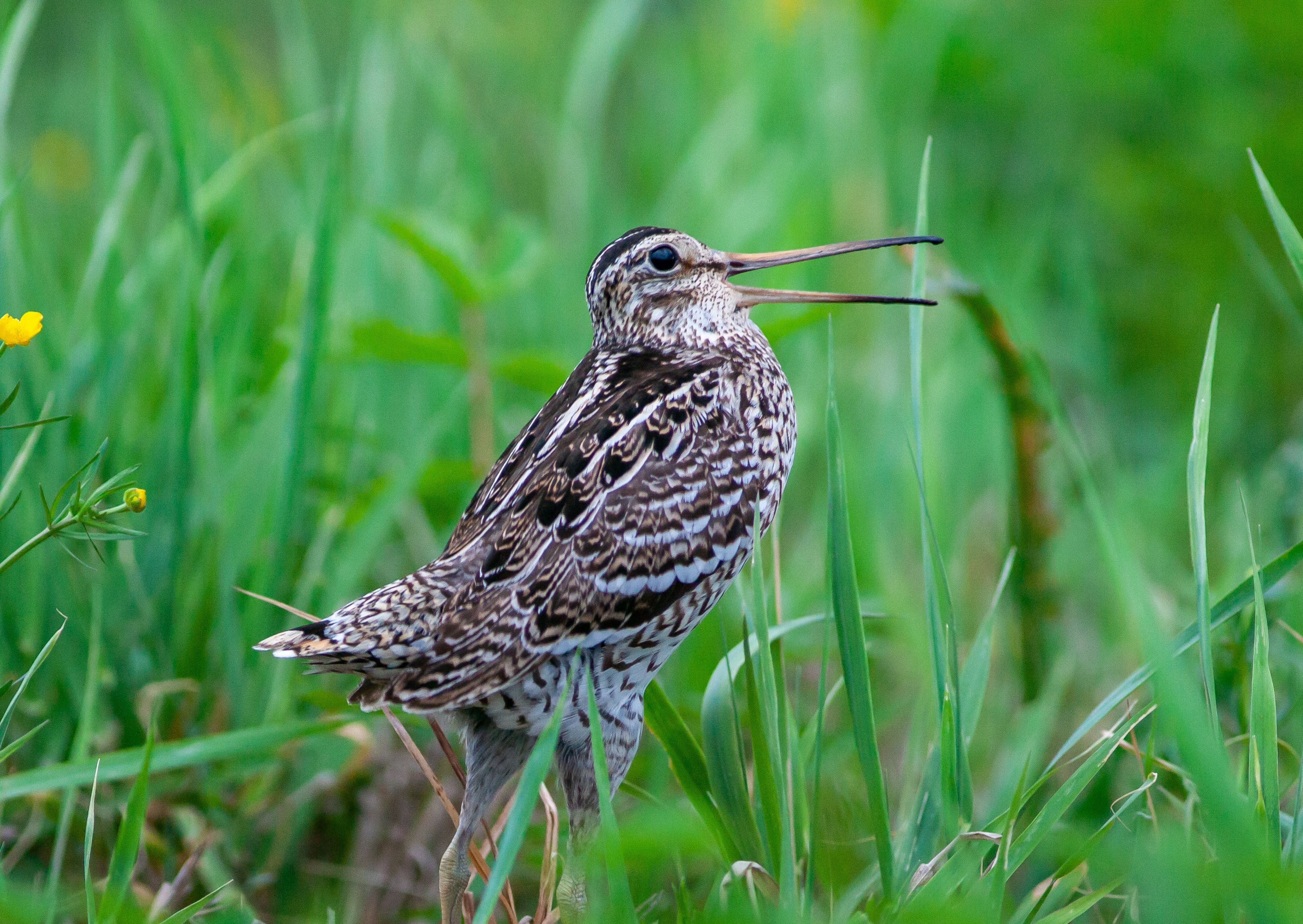 Чому птахи перетинають територію України - як функціонує квантова навігація під час міграції. Чому птахи перетинають територію України - як функціонує квантова навігація під час міграції. 4