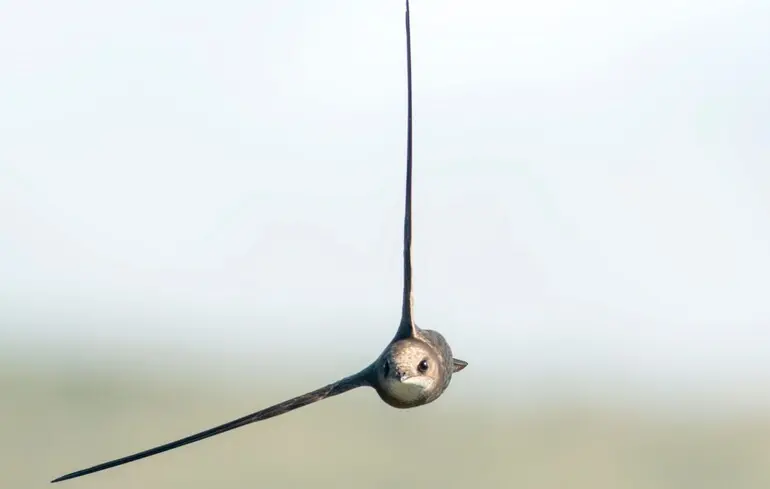 Чому птахи перетинають територію України - як функціонує квантова навігація під час міграції. Чому птахи перетинають територію України - як функціонує квантова навігація під час міграції. 1