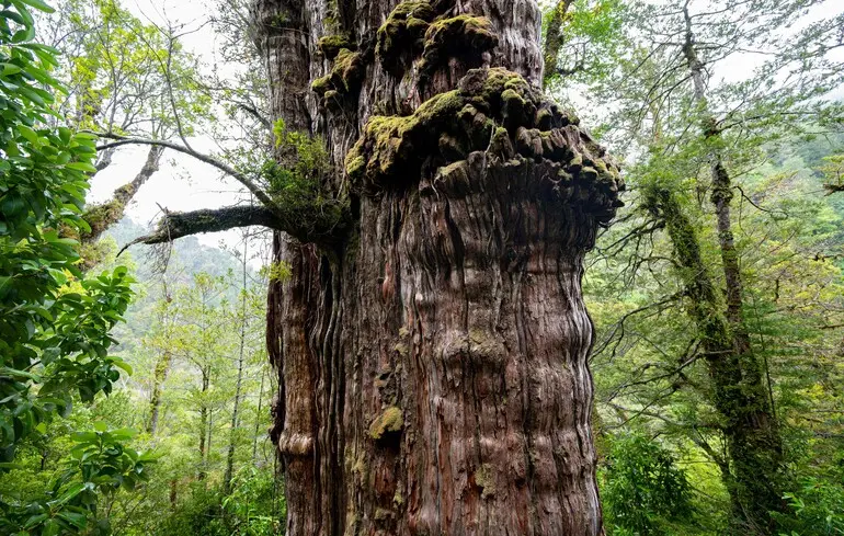 Дослідники виявили сотні нових видів грибів, які приховані під землею стародавніх дерев Fitzroya cupressoides. Дослідники виявили сотні нових видів грибів, які приховані під землею стародавніх дерев Fitzroya cupressoides. 1