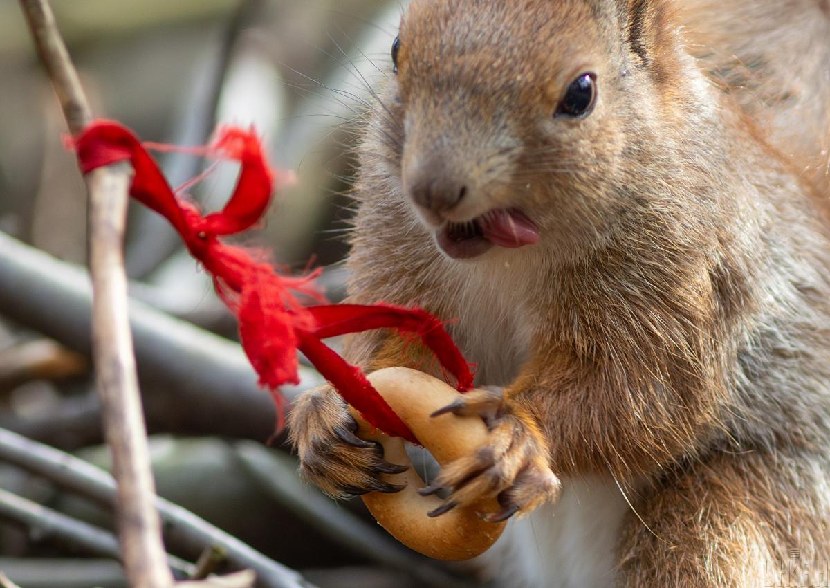 Хмар побільшає, але без дощу: яка погода буде у Києві 25 березня