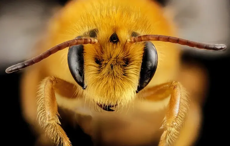 Королеви джмелів здатні дихати під водою протягом до тижня. Це відкриття було зроблено вченими під час вивчення зимової діапаузи цих комах. 1