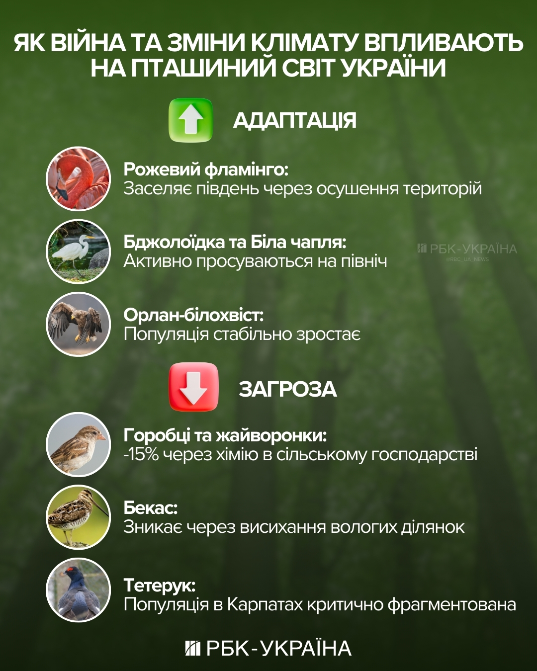 Куди зникають горобці, як мстять ворони та чому папуги матюкаються: інтерв'ю з орнітологом 2