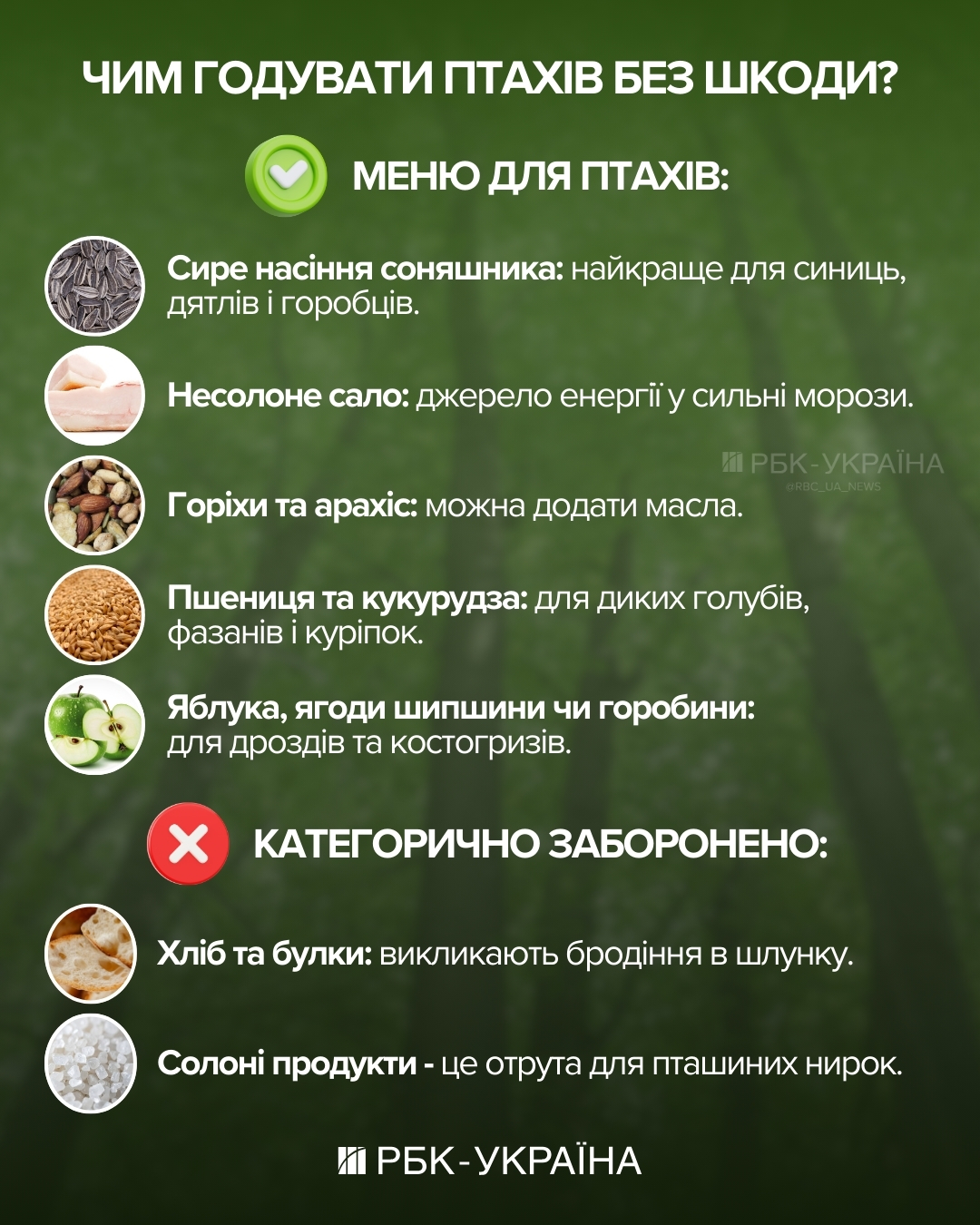 Куди зникають горобці, як мстять ворони та чому папуги матюкаються: інтерв'ю з орнітологом 4