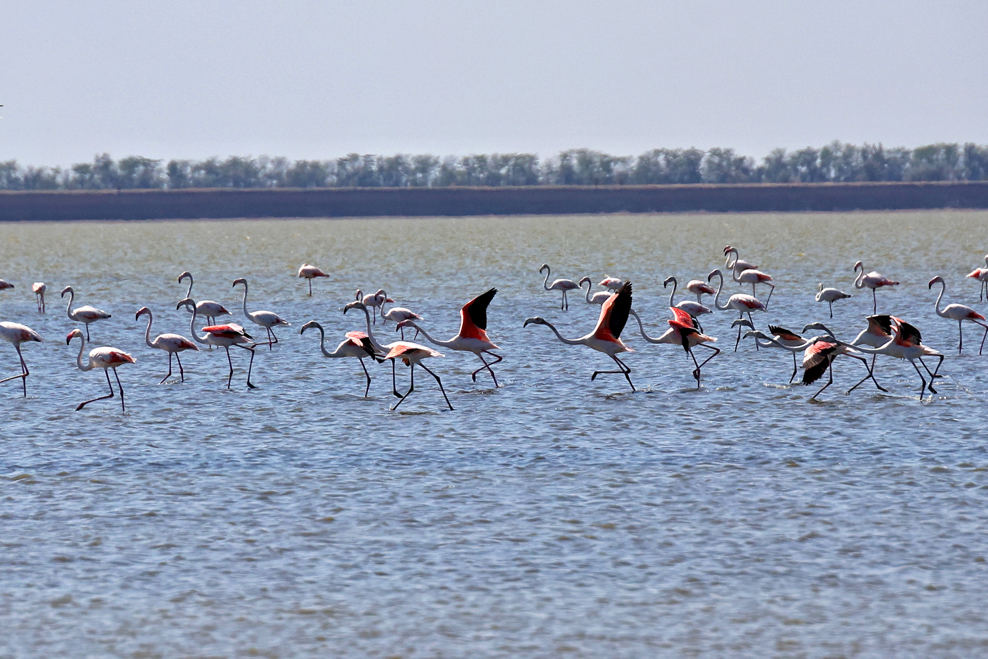 Куди зникають горобці, як мстять ворони та чому папуги матюкаються: інтерв'ю з орнітологом 7