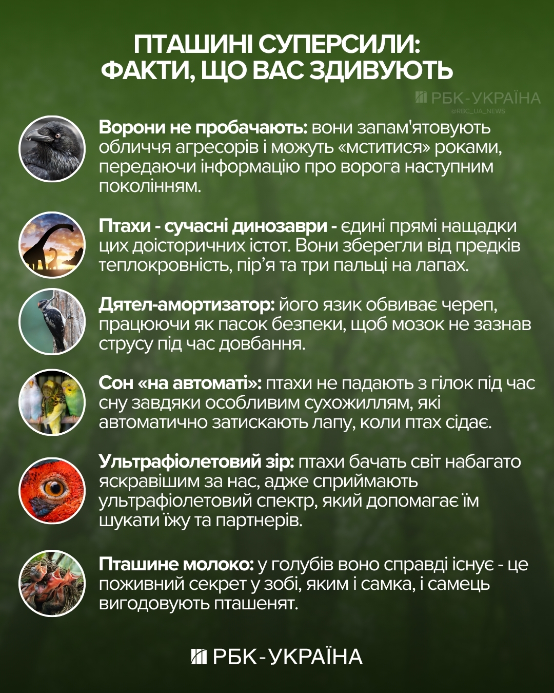 Куди зникають горобці, як мстять ворони та чому папуги матюкаються: інтерв'ю з орнітологом 8