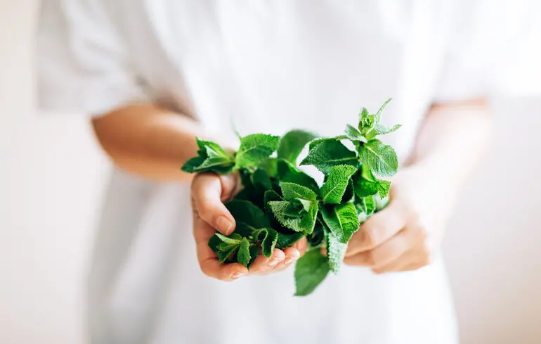 М’ята викликає відчуття прохолоди завдяки активації рецептора TRPM8, механізм якого був досліджений вченими. Цей рецептор відповідає за сприйняття температури та відчуття холоду, що пояснює, чому м’ятні продукти надають таке відчуття. Науковці розкрили деталі його функціонування, що дозволяє краще зрозуміти, як м’ята впливає на наші сенсорні відчуття. 1