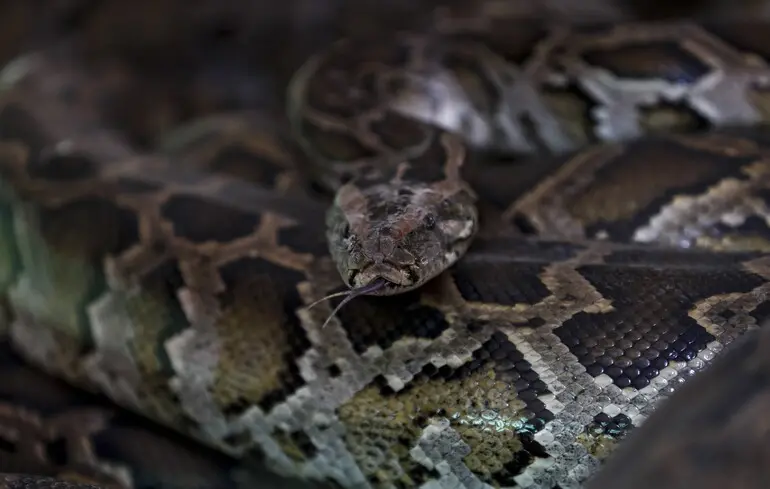 Молекула, виявлена в крові пітона, має потенціал стати основою для створення ліків проти ожиріння, що може слугувати альтернативою таким препаратам, як Wegovy. 1