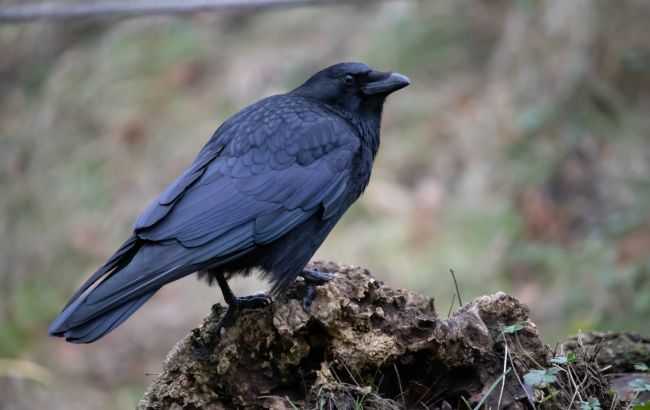 "Можуть навіть мстити": орнітолог розповіла, хто з птахів вміє впізнавати людей в обличчя 1