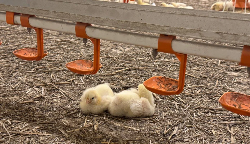 У Волинській області було запущено 20 сучасних пташників компанії Avesterra Group. 2