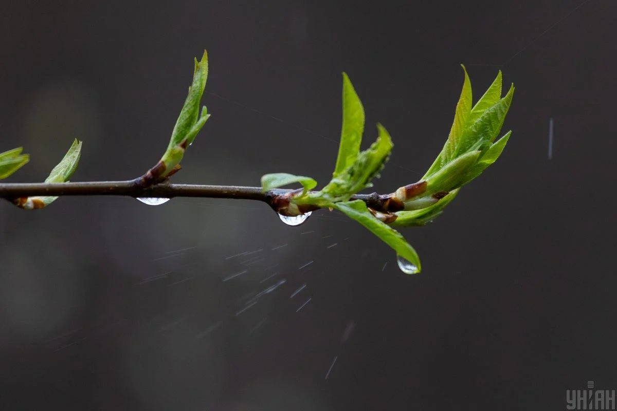 Наприкінці тижня в Україні очікується температура до +20°, проте дощі продовжать йти. 1 Наприкінці тижня в Україні буде тепло до +20°, але дощі триватимуть