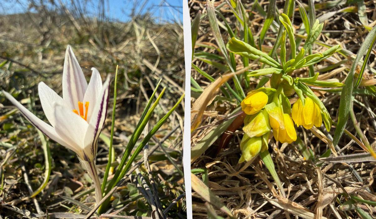 Не можна збирати на букети: на Одещині з&rsquo;явилися рідкісні первоцвіти (фото)