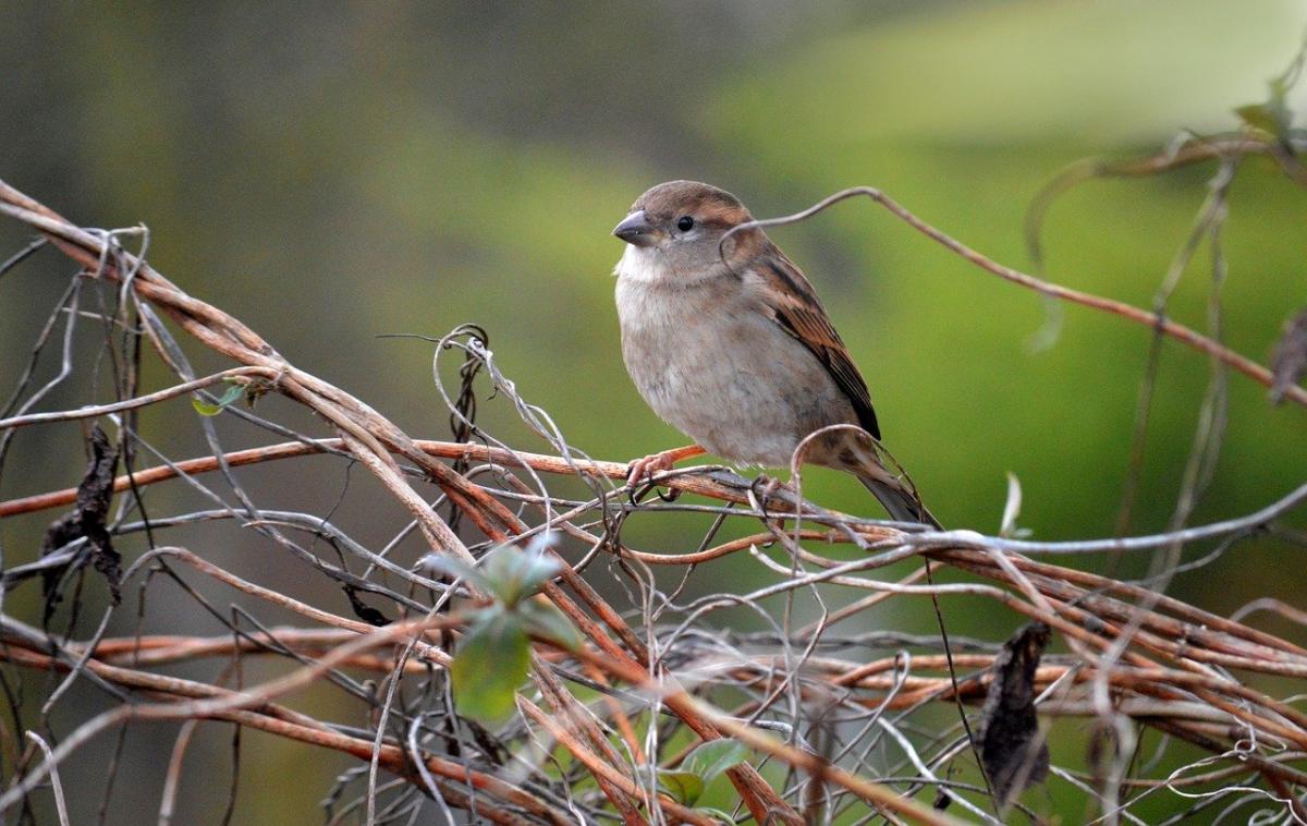 Синоптикиня Діденко назвала точну дату, коли в Україні похолоднішає