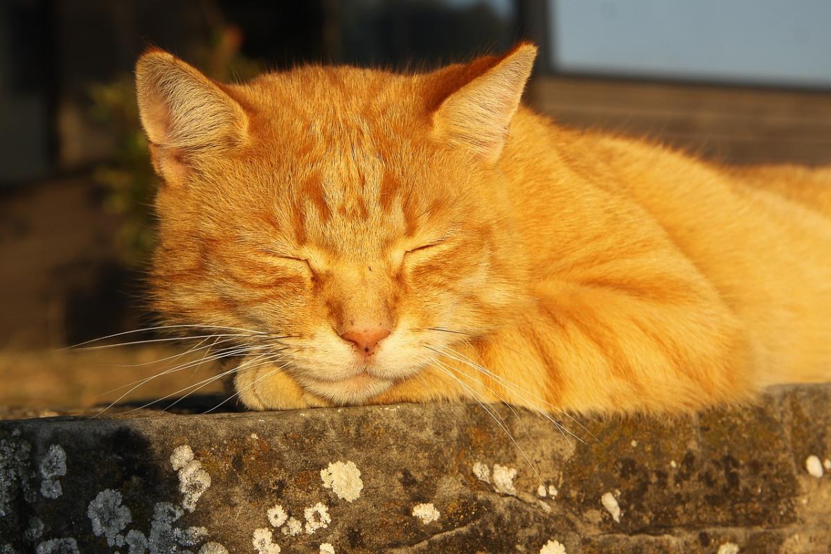 Синоптикиня Діденко назвала точну дату, коли в Україні відчутно потеплішає