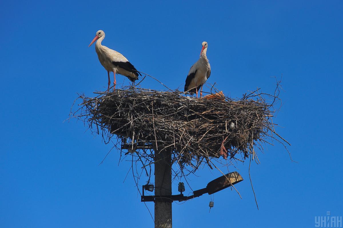 Синоптикиня розказала, яка погода чекає на українців у день весняного рівнодення