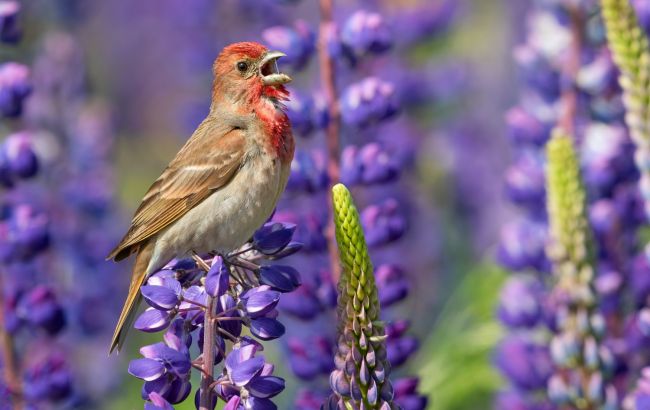 Таємний спектр: вчена пояснила, чому птахи бачать світ набагато кольоровішим за людей 1