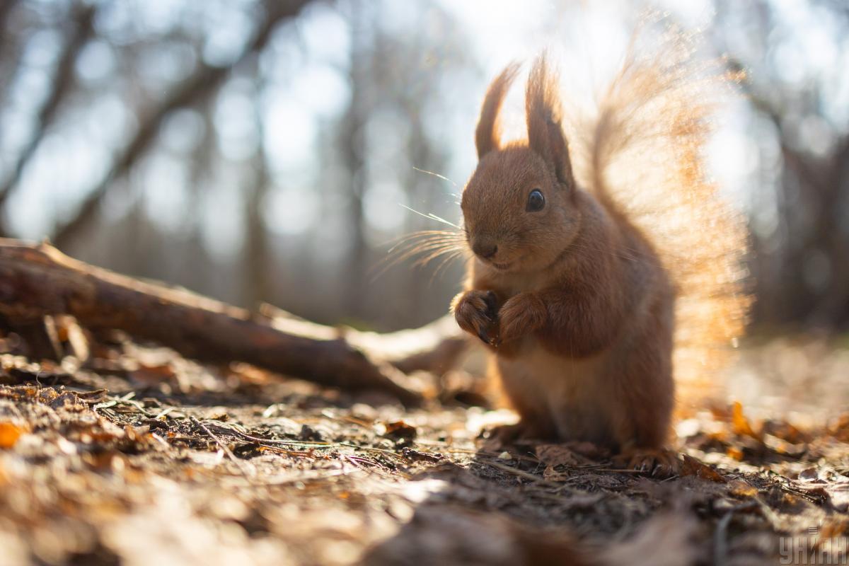 Тепло наростає: у середині тижня Україну розігріє до +17&deg;