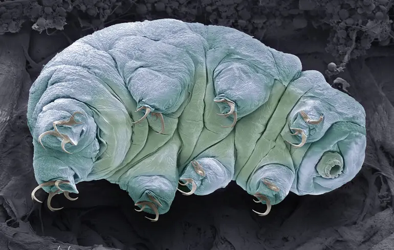 Тихоходки можуть існувати в умовах марсіанського ґрунту за однієї умови - що виявили науковці. 1