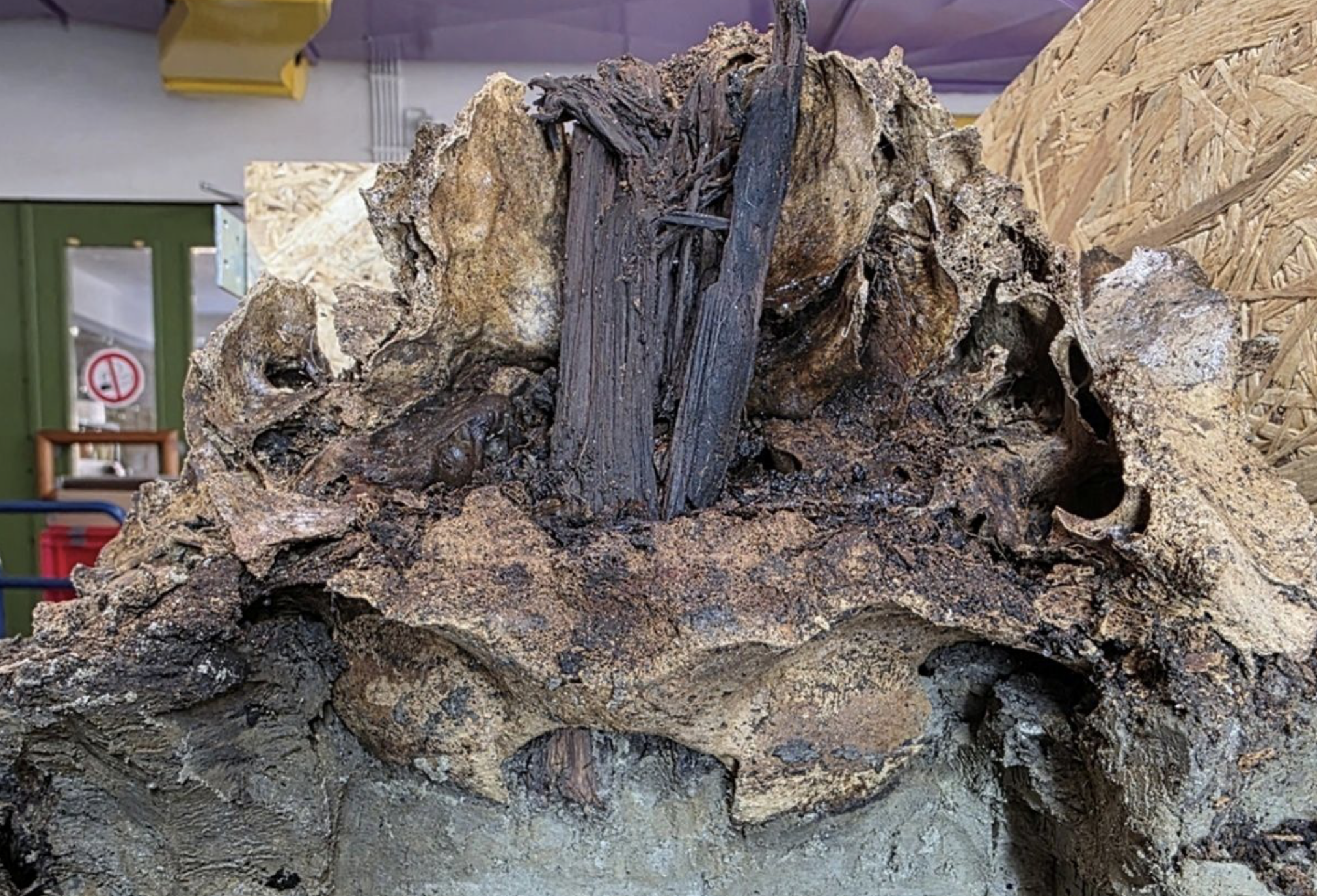 У Німеччині виявили череп тура, якому близько 10 500 років, на стовпі. Археологи дослідили найстарішу кремаційну могилу. 2