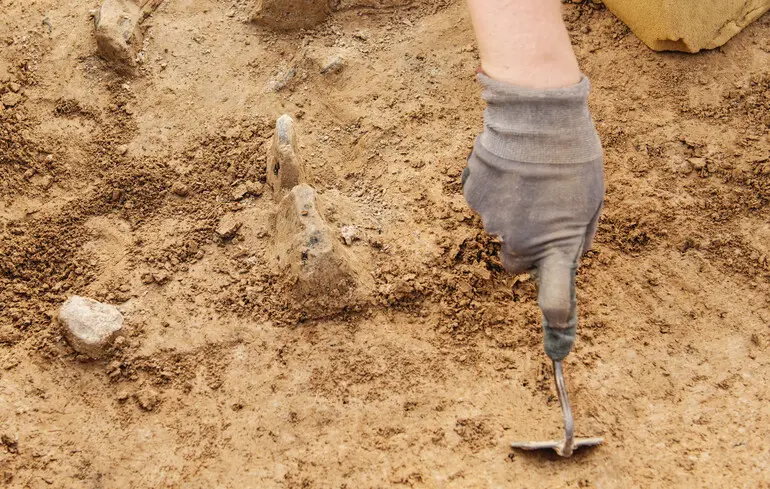 У Німеччині виявили череп тура, якому близько 10 500 років, на стовпі. Археологи дослідили найстарішу кремаційну могилу. 1