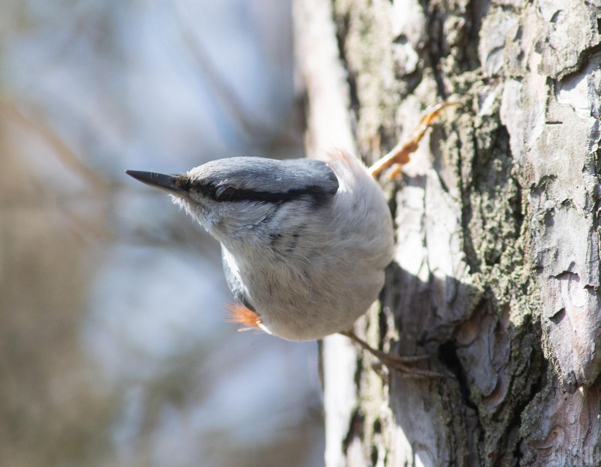 У п'ятницю киян очікує температура на рівні 15 градусів тепла, проте вже впродовж вихідних відбудеться зниження температури. 1 У п'ятницю на киян чекає 15-градусне тепло, але вже на вихідних температура знизиться