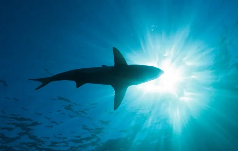 У тілах акул, що були виявлені на Багамах, виявили сліди кокаїну. Це викликає питання щодо його походження та потенційних ризиків. У тілах акул, що були виявлені на Багамах, виявили сліди кокаїну. Це викликає питання щодо його походження та потенційних ризиків. 1