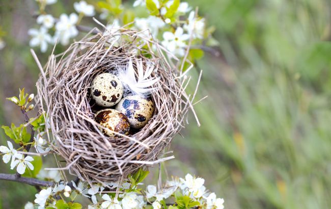 "Узурпація" гнізд: вчена пояснила, як зозулі готують підкидання яєць 1