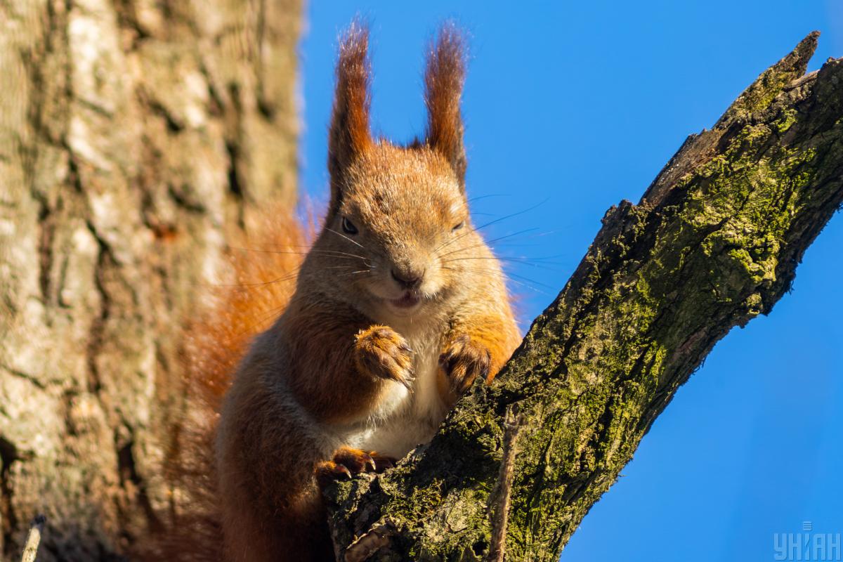 В середині тижня Київ прогріється до +14&deg;